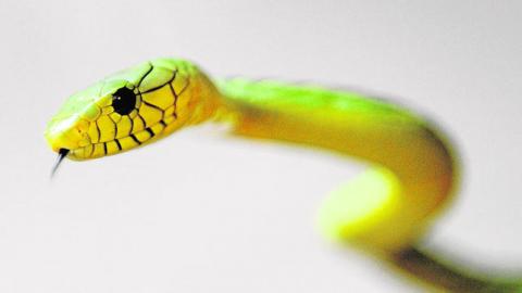 Arañas, escorpiones, serpientes o insectos
