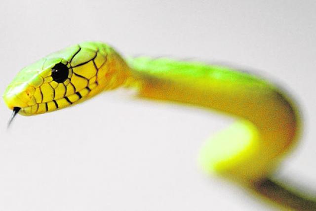 Arañas, escorpiones, serpientes o insectos